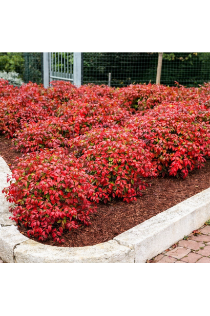 Nandina Firepower в саду